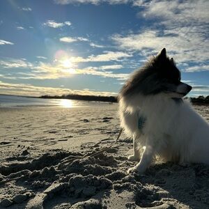 Meet your Posher, Dela